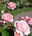 Розы в Павловске