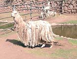Животные ламы