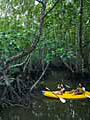 Мангровый лес. Филиппины