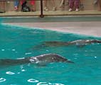 Выступления дельфинов