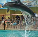 Выступление дельфина