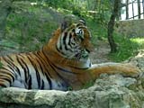 Тигр в Сафаре парке