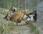 Тигр в Сафаре парке