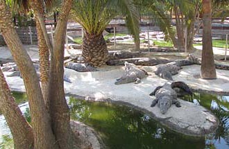 Малага парк крокодилов