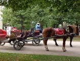 Лошадки в Павловском парке